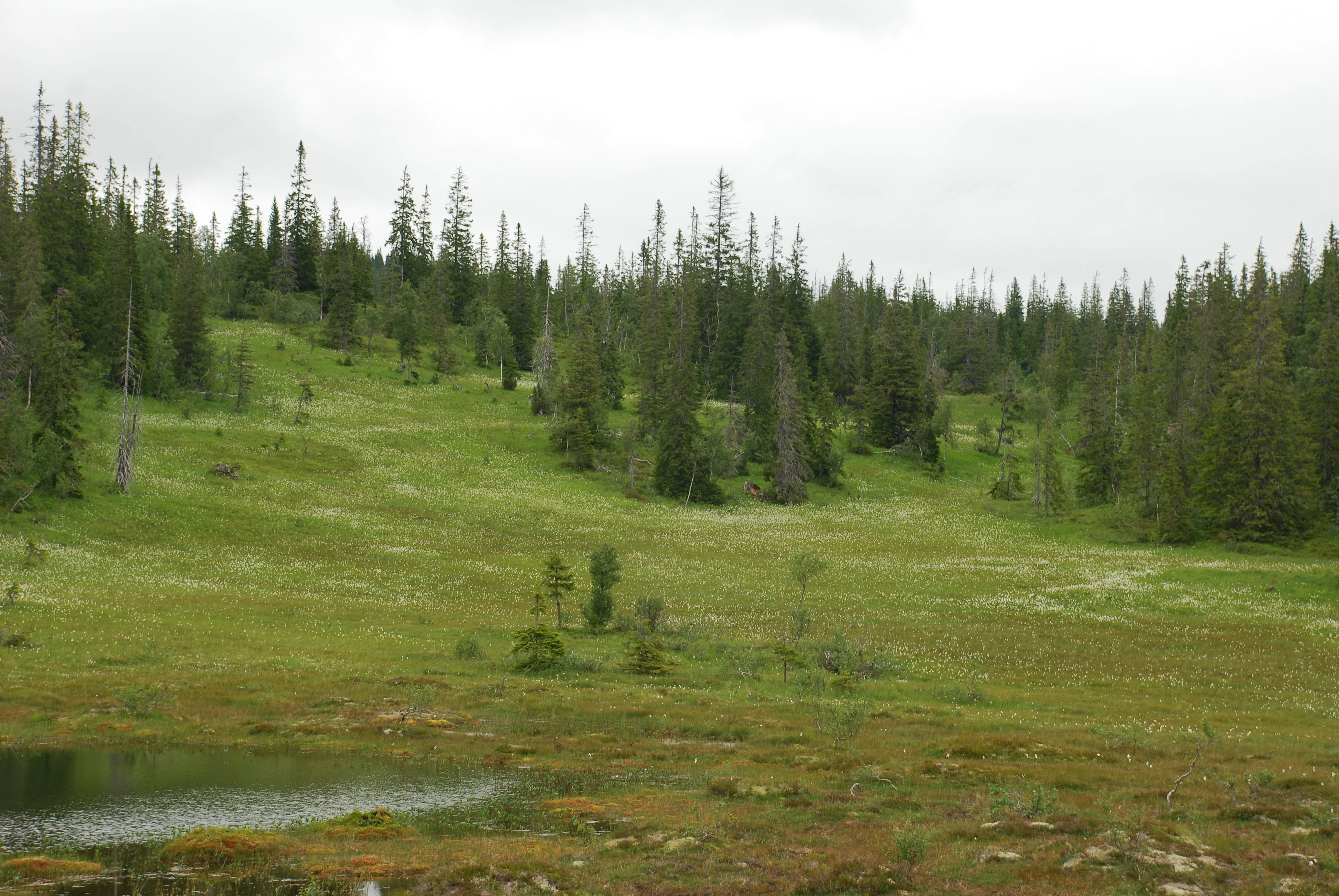 NIN-3.0-T-A-LV-TM-0-TM-B Soligene torvmassiv. NIN-3.0-T-A-LV-TM-0-M-B03 Bakkemyr.