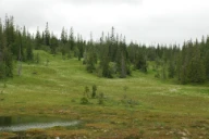 Bakkemyr. Fivesenget i Kvamsfjellet, Steinkjer, Trøndelag.
