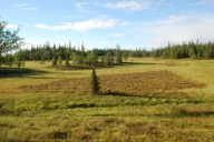 Slakmyr. Nordøst for Kjerdelselva, Lierne, Trøndelag.
