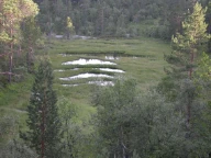 Geitbekkstea, Gjerstad, Aust-Agder.
