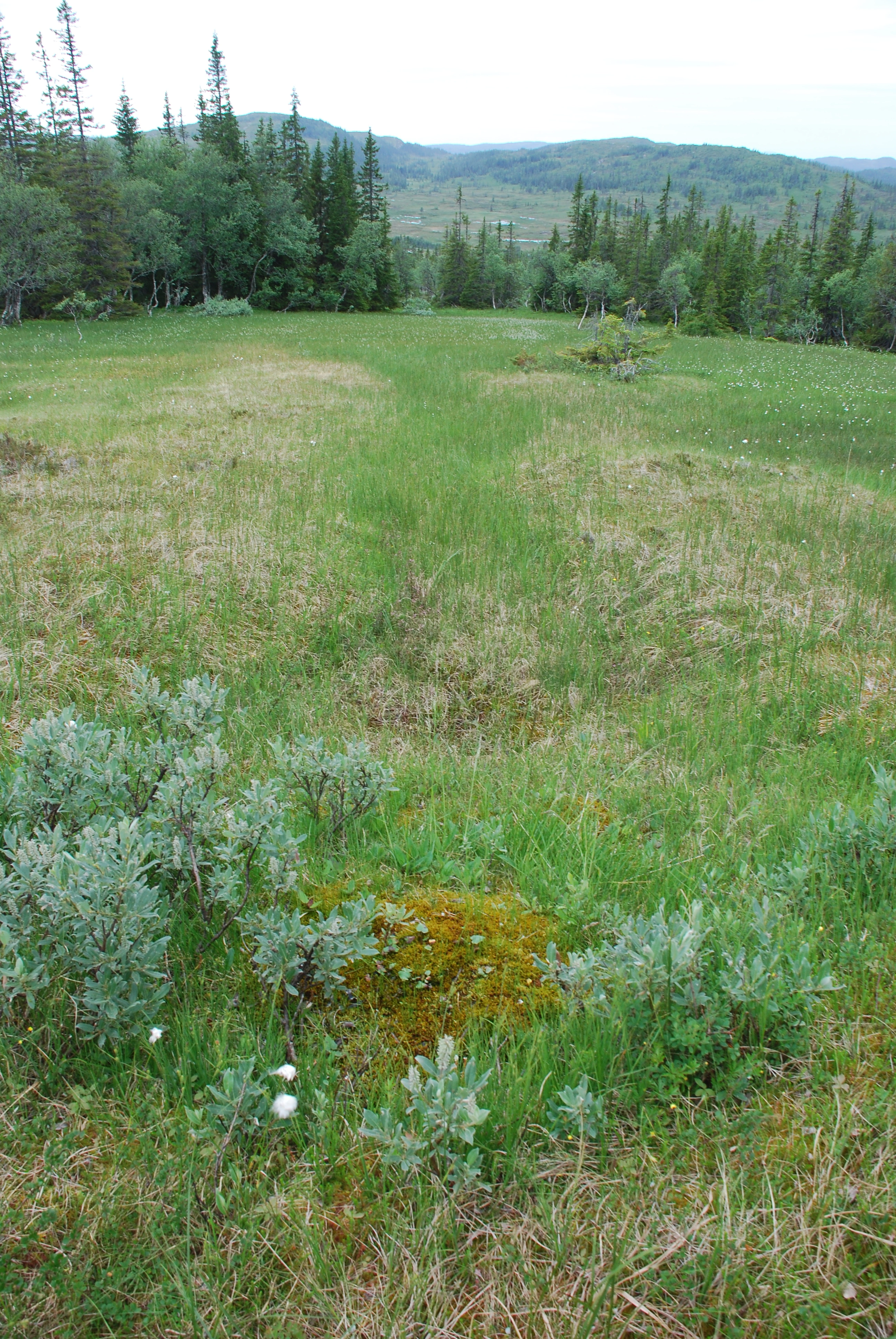 NIN-3.0-T-A-LV-TM-0-TM-C Kildetorvmassiv. NIN-3.0-T-A-LV-TM-0-M-C01 Torvkilde.