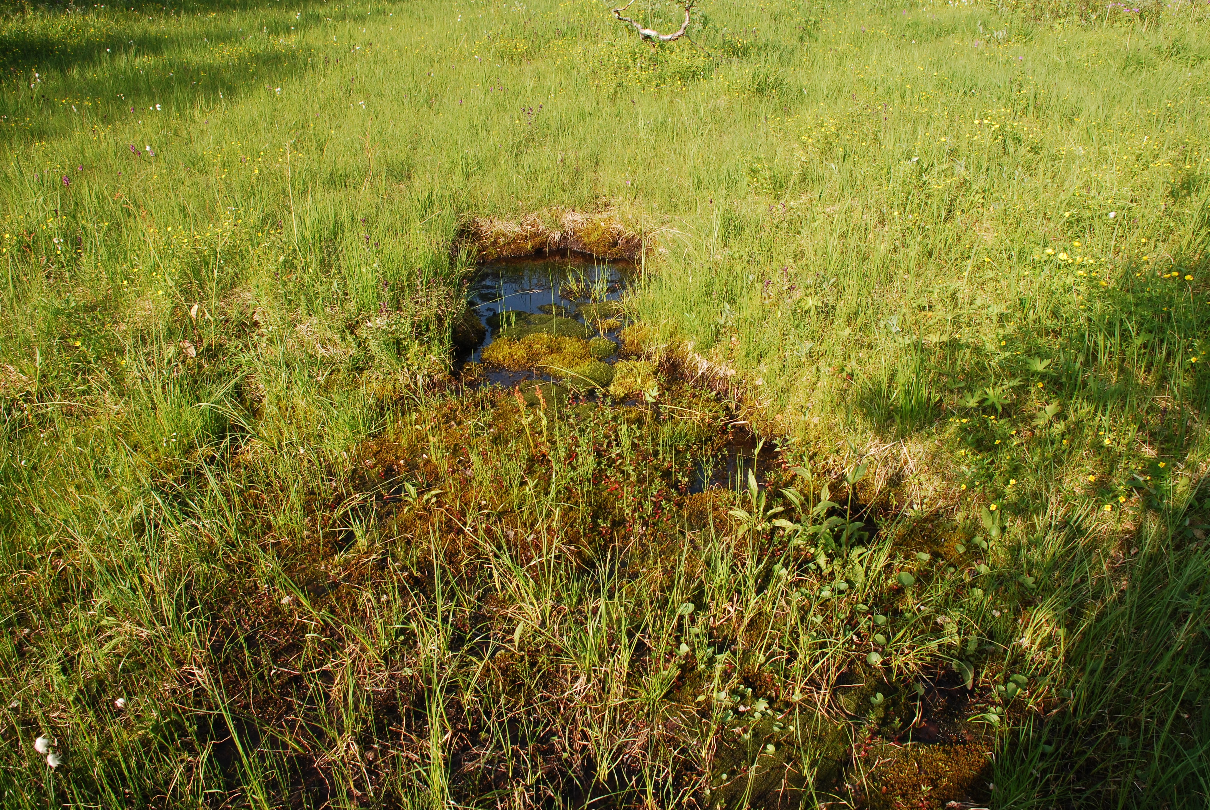 NIN-3.0-T-A-LV-TM-0-M-C01 Torvkilde.