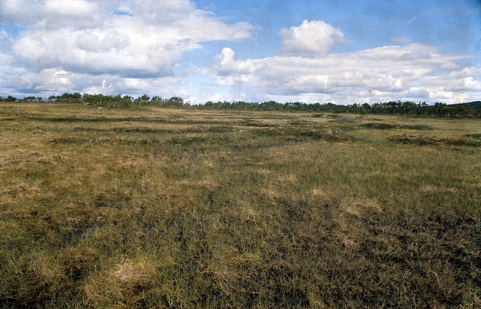 NIN-3.0-T-A-LV-TM-0-M-E01 Øyblandingsmyr.