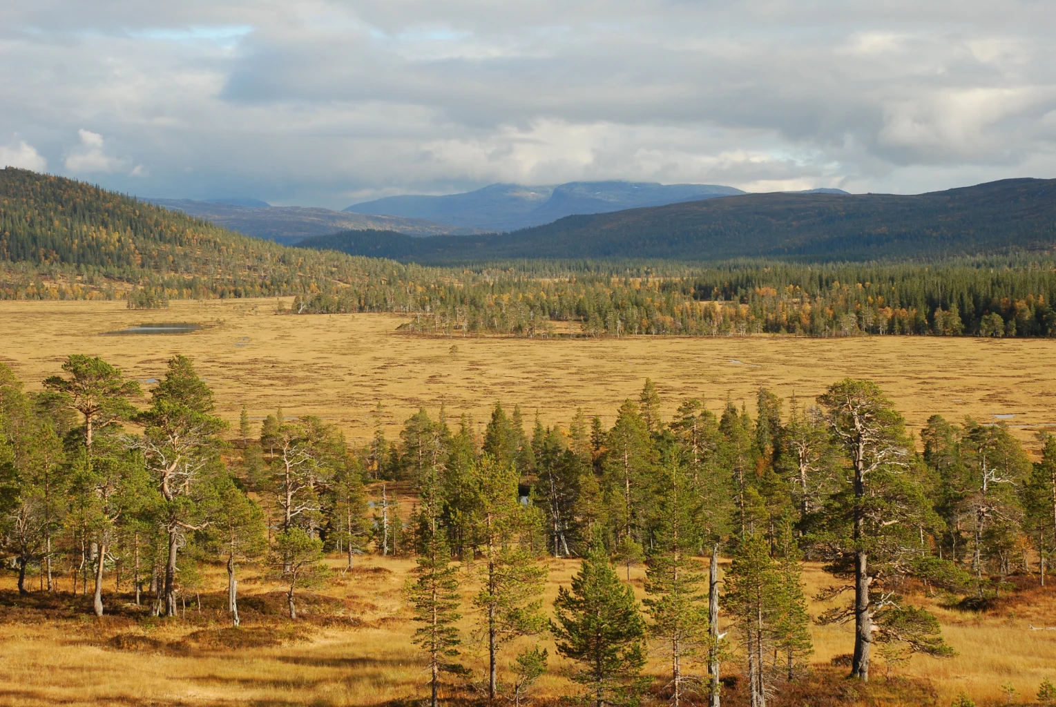 Bilde av naturtypen