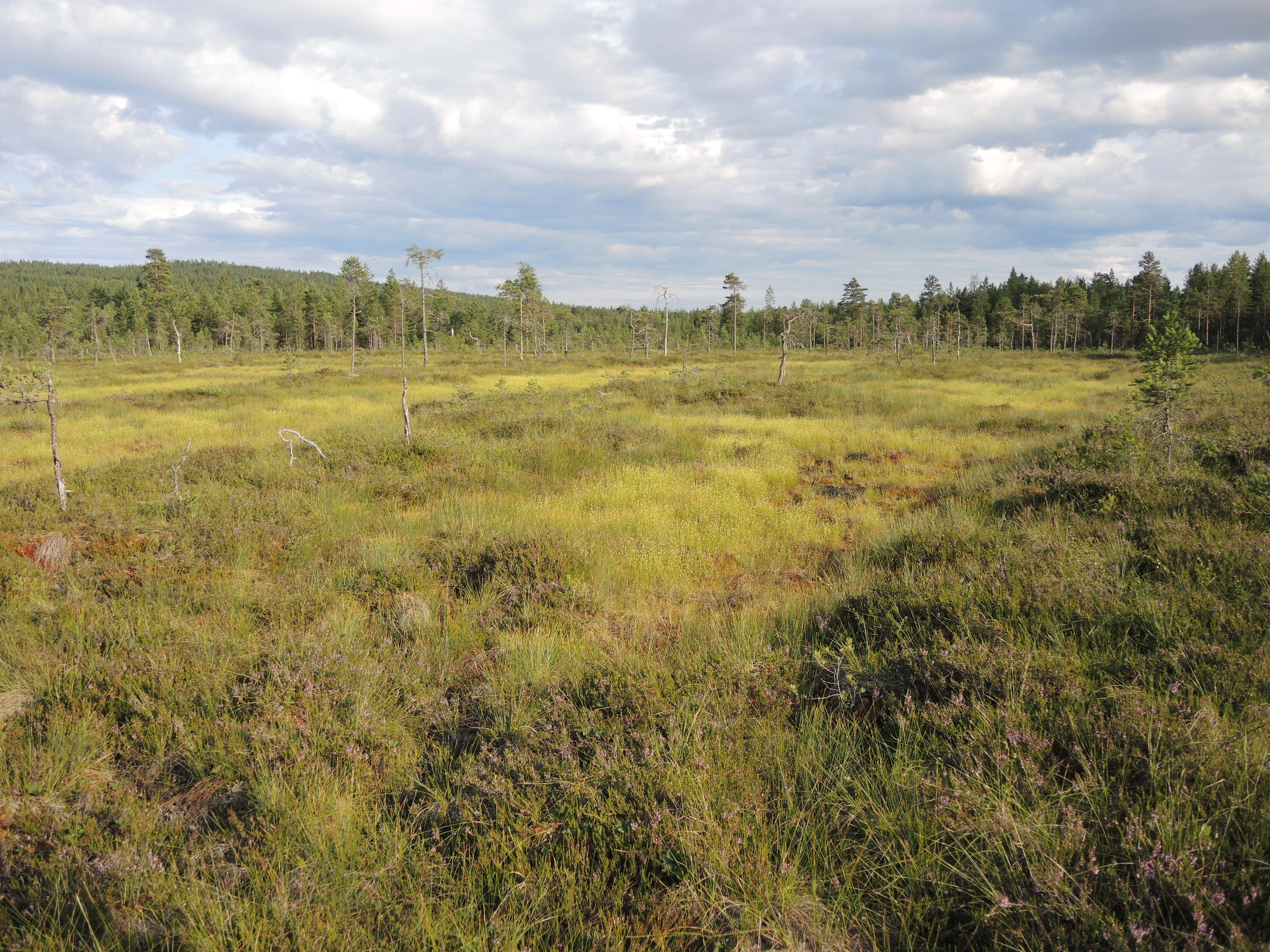 NIN-3.0-T-A-LV-TM-0-TM-H Høgmyrmassiv. NIN-3.0-T-A-LV-TM-0-M-H06 Eksentrisk høgmyr.