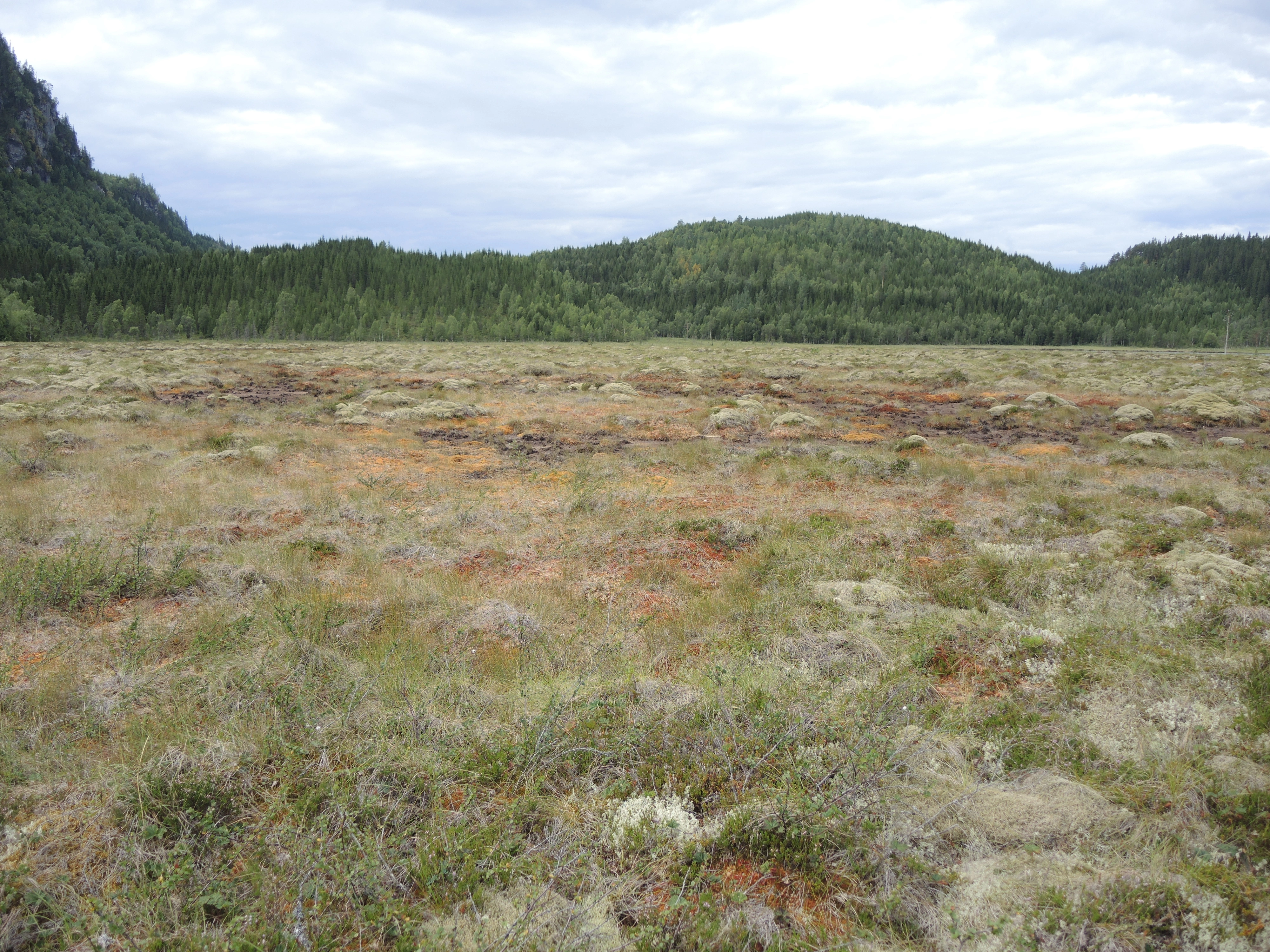 NIN-3.0-T-A-LV-TM-0-M-H03 Platåhøgmyr.