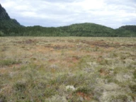 Kaldvassmyra, Verdal, Trøndelag.
