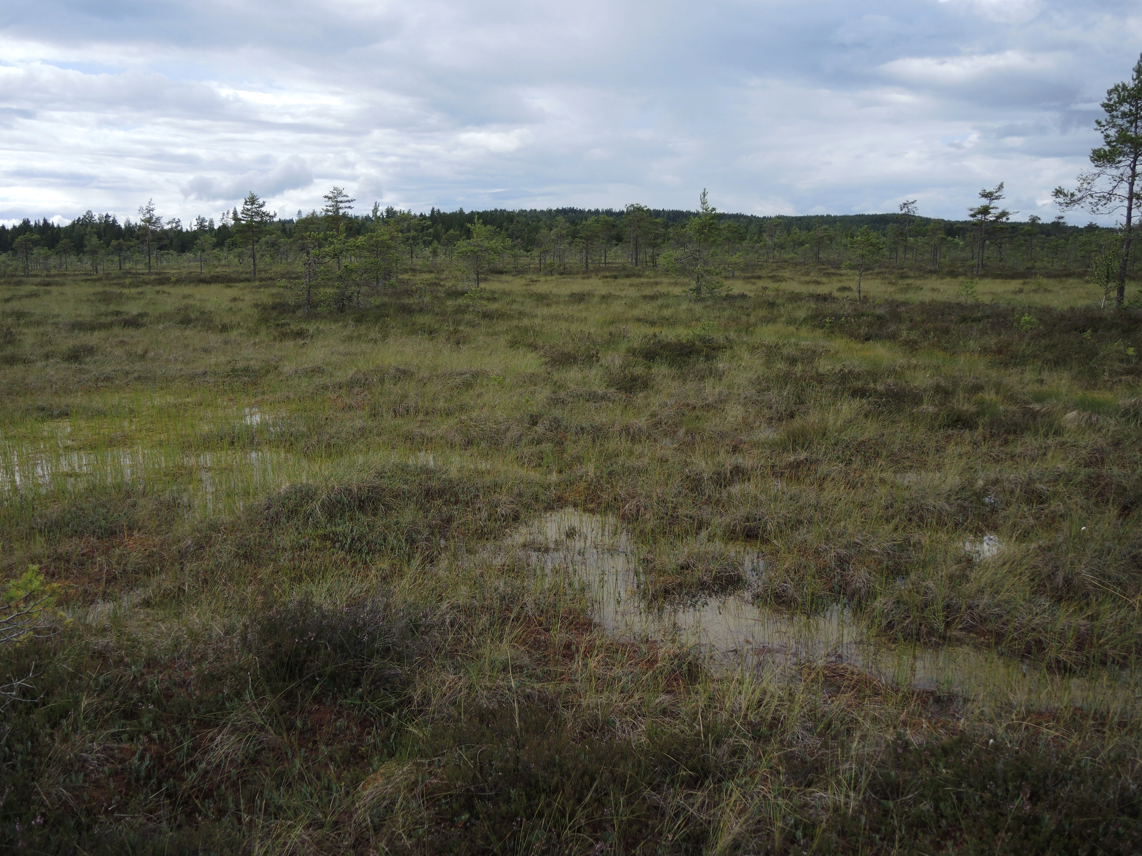 NIN-3.0-T-A-LV-TM-0-M-H04 Konsentrisk høgmyr.