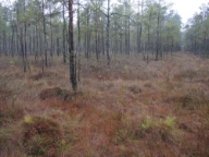 Rospuda, Sudovia, Polen.
