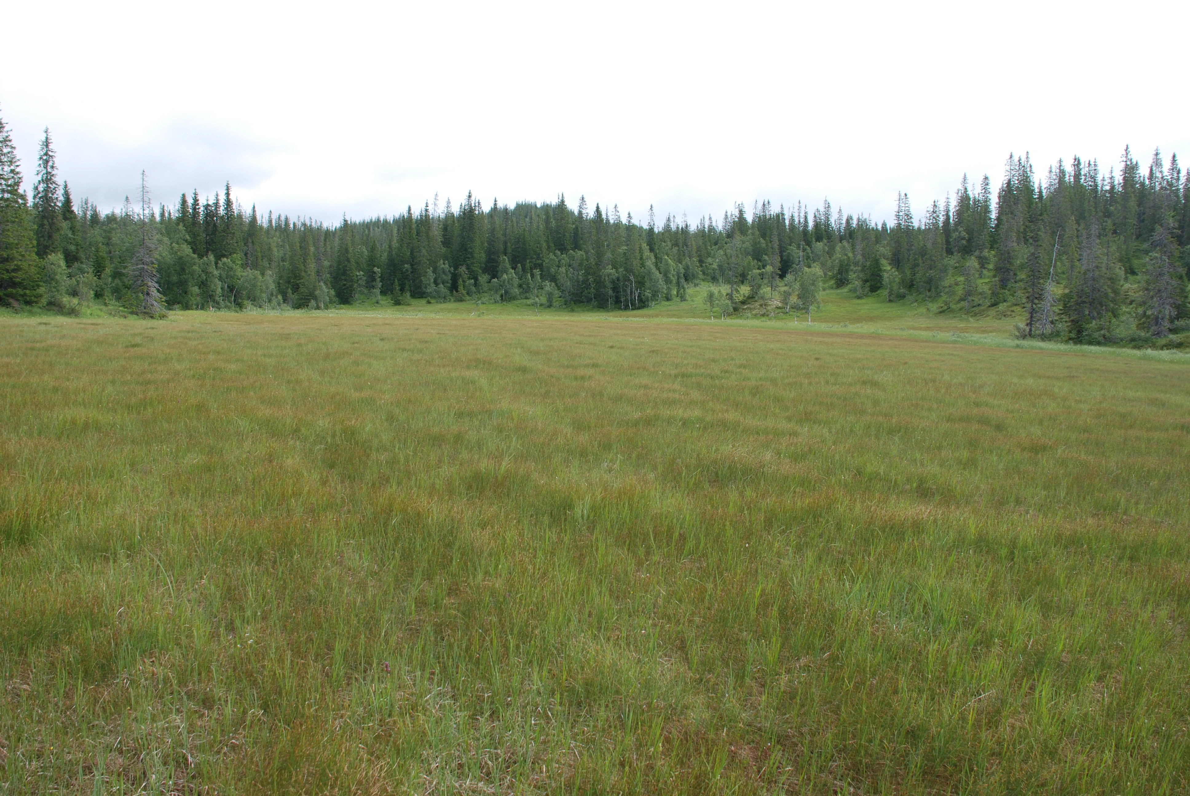 NIN-3.0-T-A-LV-TM-0-M-B04 Flarkmyr.