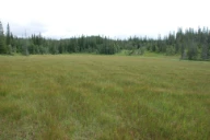 Hallanenget i Kvamsfjellet, Steinkjer, Trøndelag.
