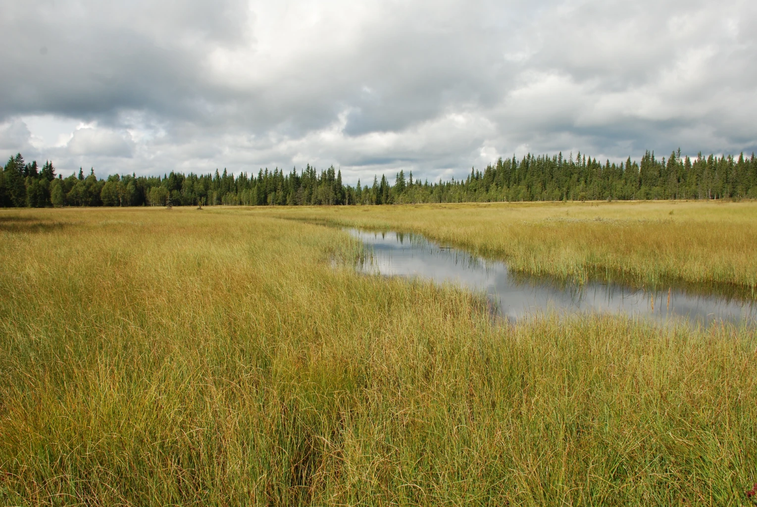 Bilde av naturtypen