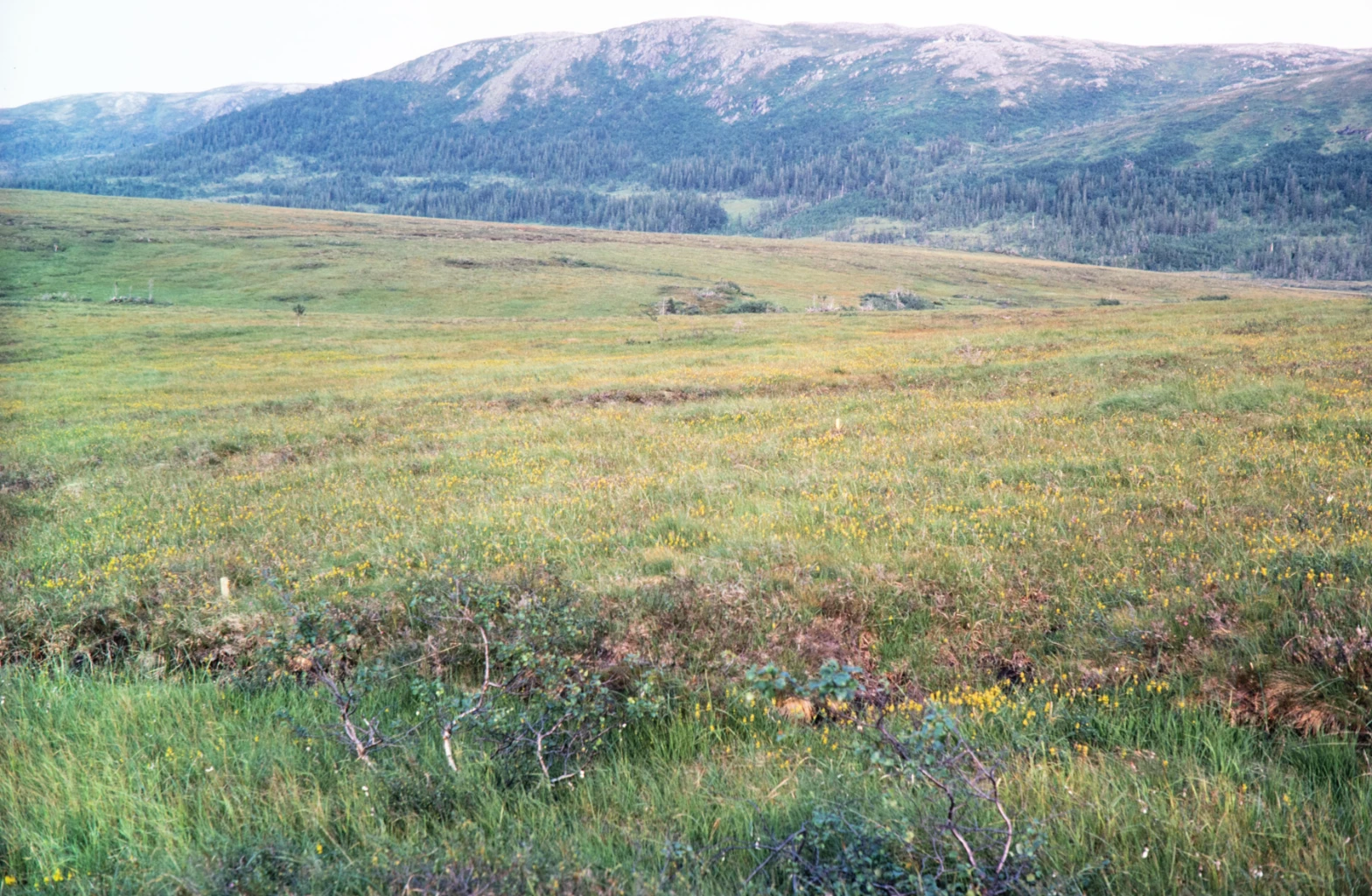 Bilde av naturtypen