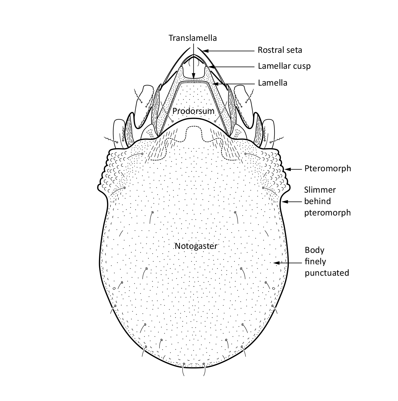 Midd: Limnozetes ciliatus.