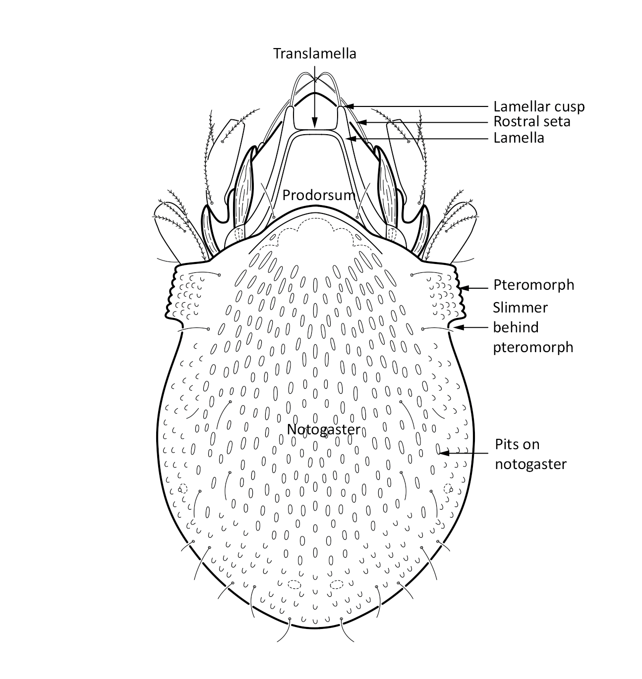 Midd: Limnozetes foveolatus.