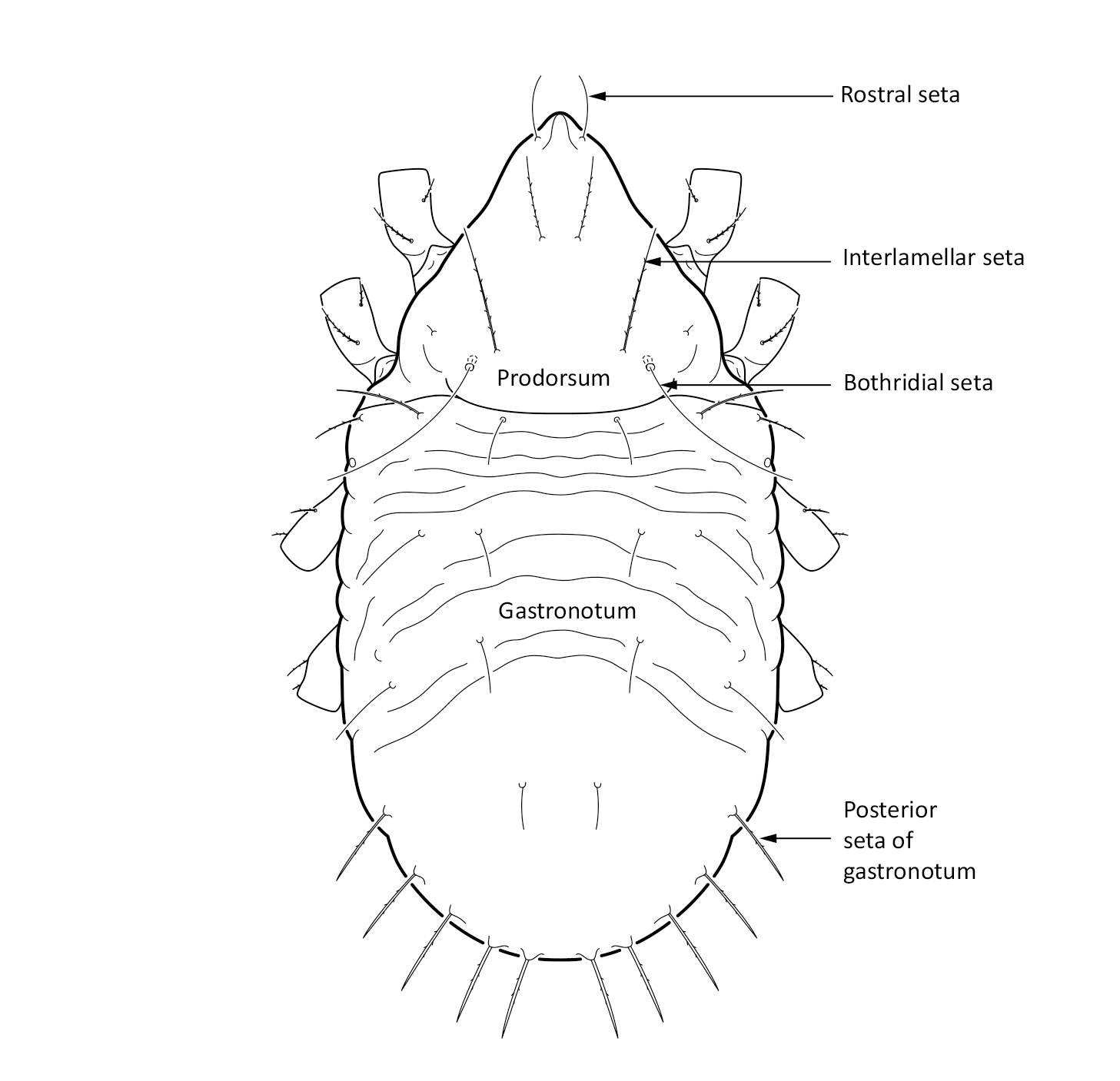 Midd: Limnozetes foveolatus.