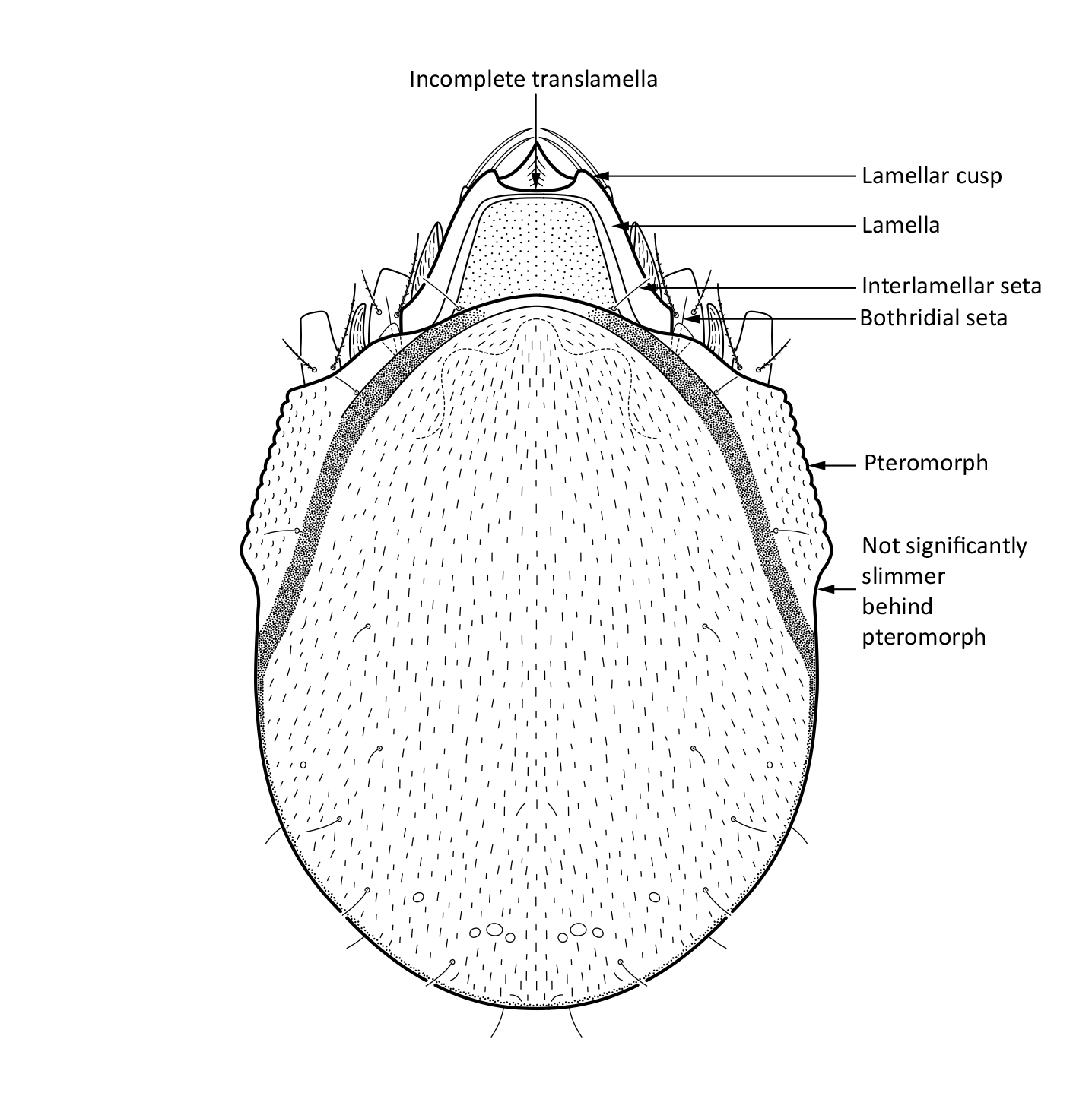 : Limnozetes rugosus.