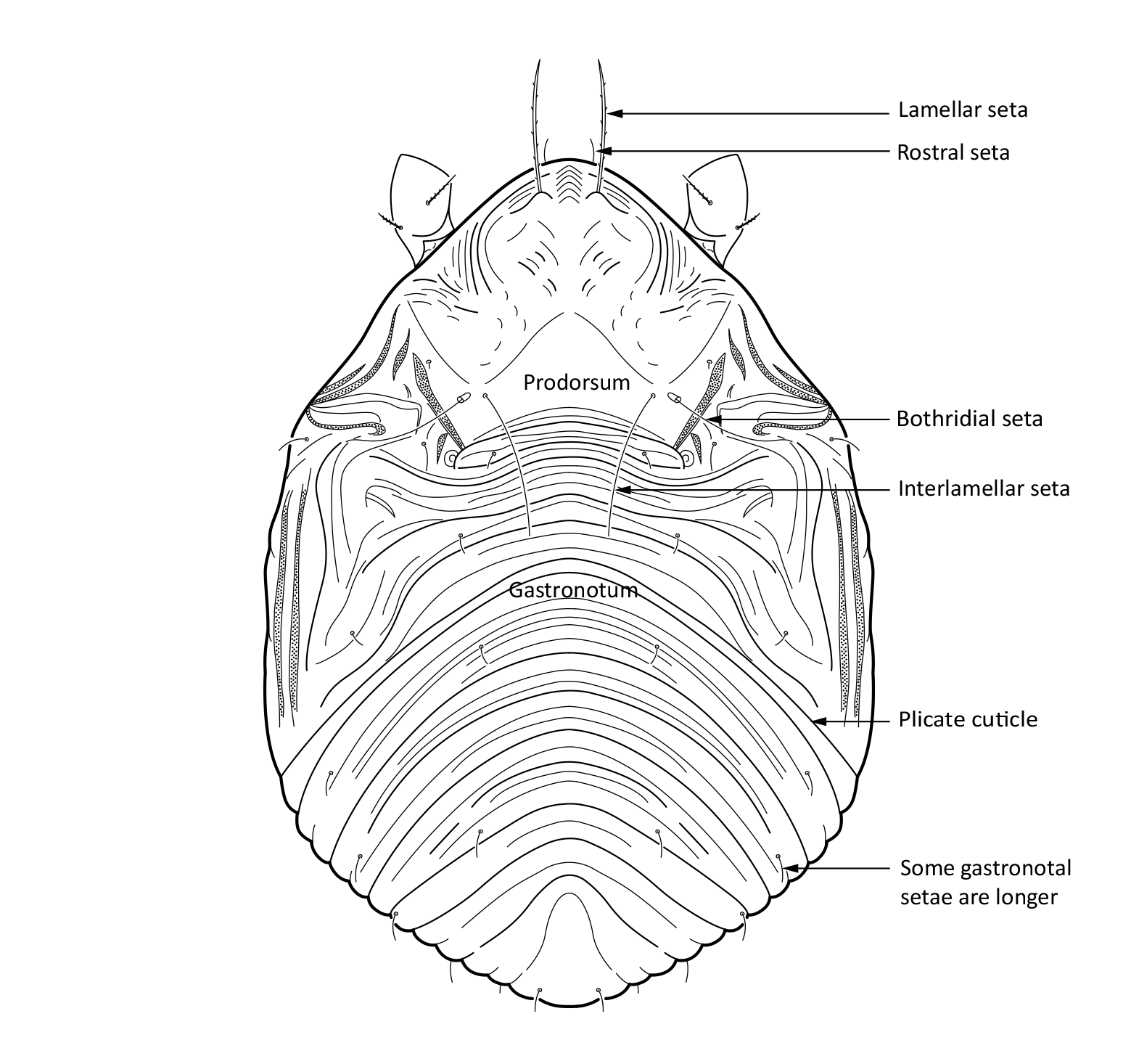 Midd: Limnozetes rugosus.