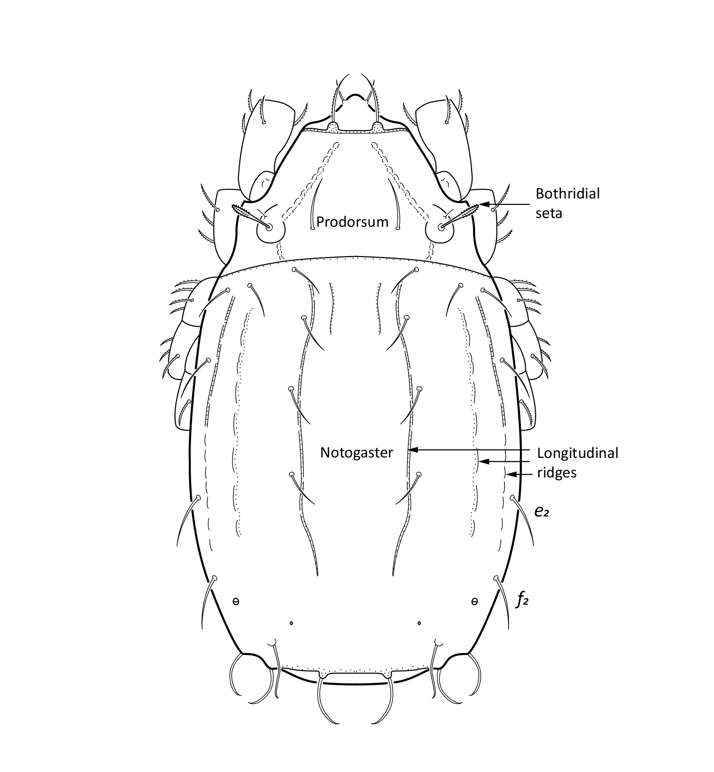 Midd: Platynothrus punctatus.