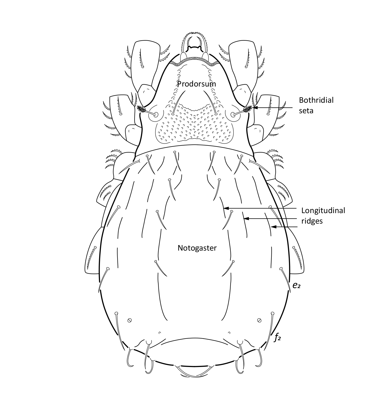 Midd: Platynothrus troendelagicus.