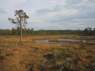 Mellomstillingsmyr. Småholmtangen ved Lustadvatnet, Steinkjer, Trøndelag.
