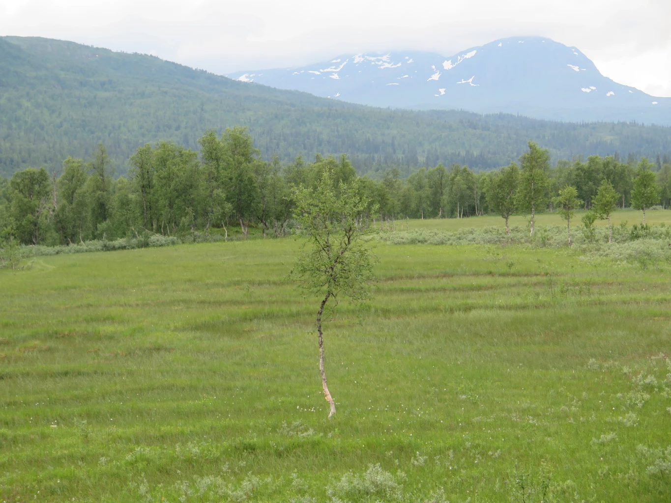 Bilde av naturtypen