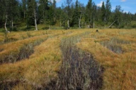 Strengmyr. Linvasslia, Røyrvik, Trøndelag.
