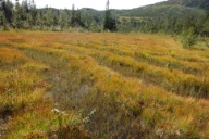 Strengmyr. Linvasslia, Røyrvik, Trøndelag.
