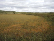 Palsmyr. Šuoššjávri, Karasjok, Finnmark.
