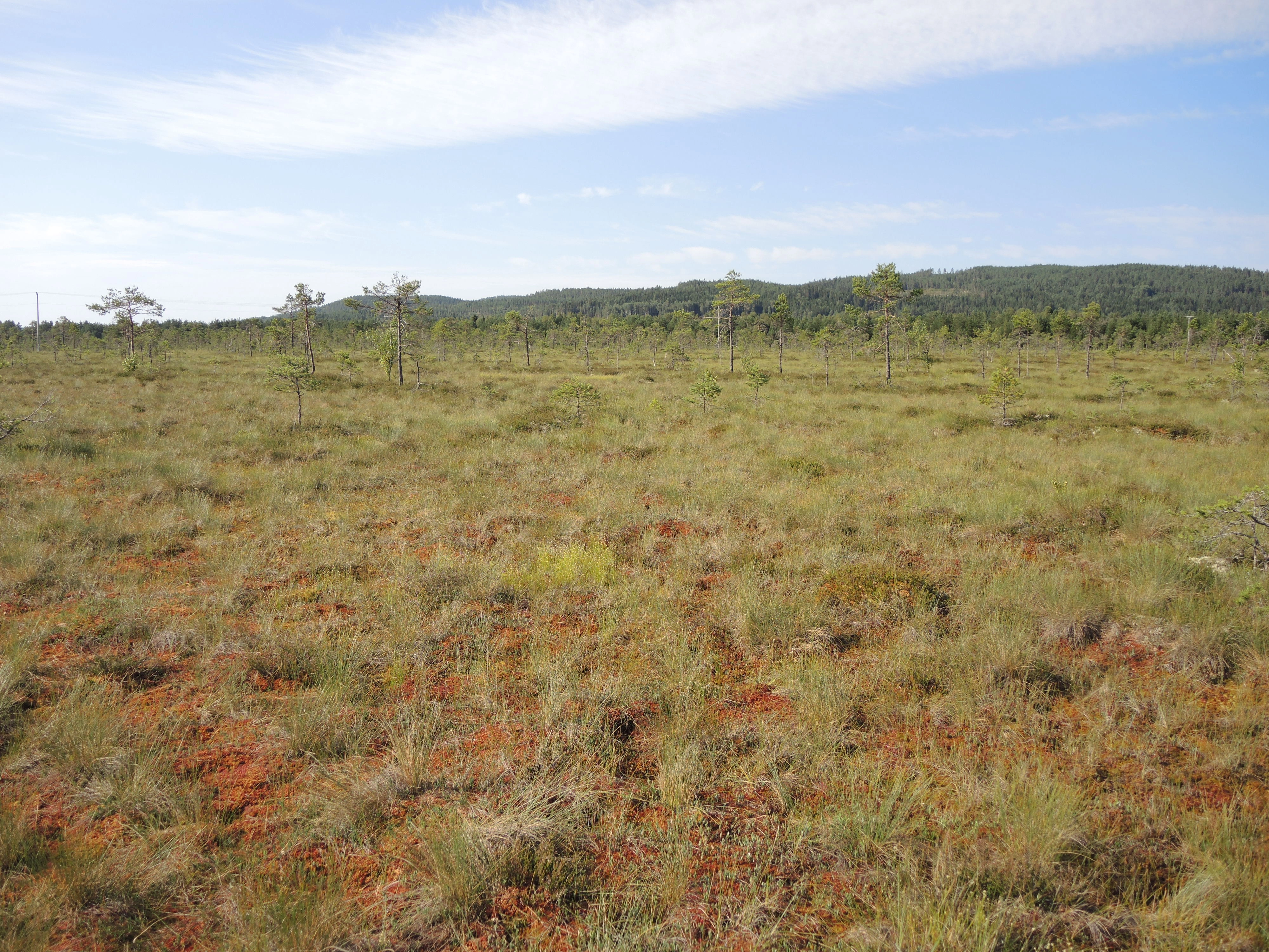 NIN-3.0-T-A-LV-TM-0-M-H04 Konsentrisk høgmyr.