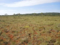 Konsentrisk høgmyr. Vålermåsan, Aurskog-Høland, Akershus.
