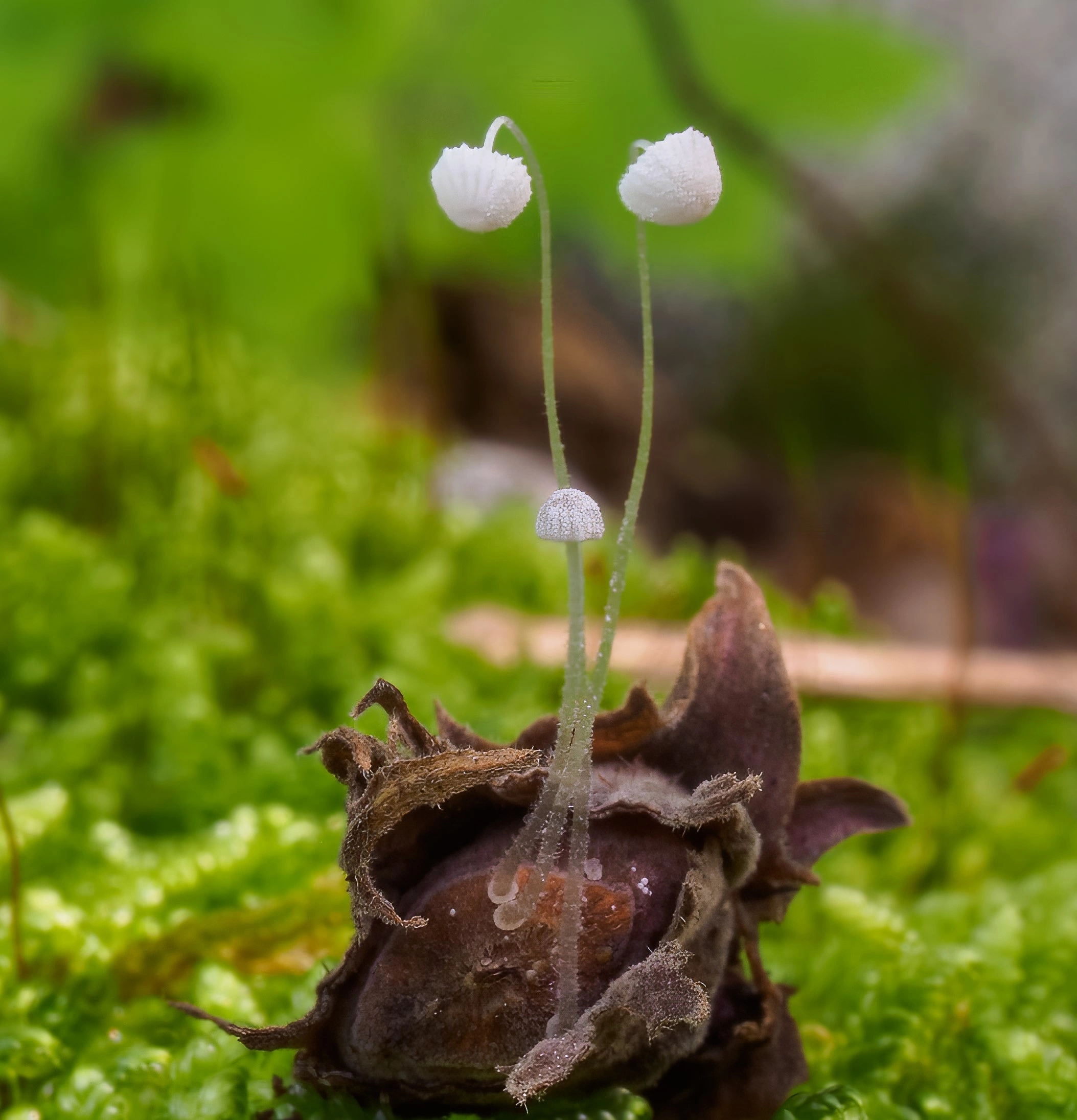 Soppriket: Mycena nucicola.