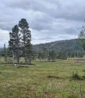 De Geer-morene dannet mot en bredemt innsjø. Strompdalen, Namdalen, Nord-Trøndelag.
