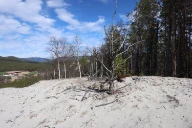 Flygesandyner på kanten av Grimsmoen i Folldal, Hedmark.
