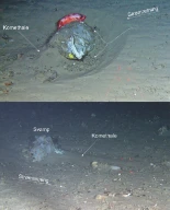 Havbunnsstrømningsspor på Aktivneset ved eggakanten utenfor Ålesund. Data fra Mareano.
