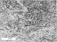 Kryssende isfjellpløyespor. Barentshavet. Skyggerelieff fra dybdedata Mareano/Kartverket.

