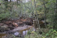 Når raviner ikke beites gror de fort igjen. Øverst er ravinene klart v-formet og ravinen har gjerne et relativt bratt fall nedover. Lenger ned jevner fallet seg ut og ravinebunnen blir bredere slik vi ser her på bildet fra en ravine i Nittedal, Akershus.

