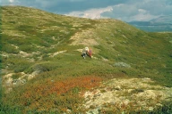 Dovre Morene. Folldal, Hedmark.
