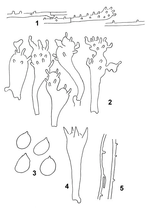 Soppriket: Mycena romagnesiana.