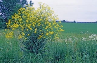 russekålslekta