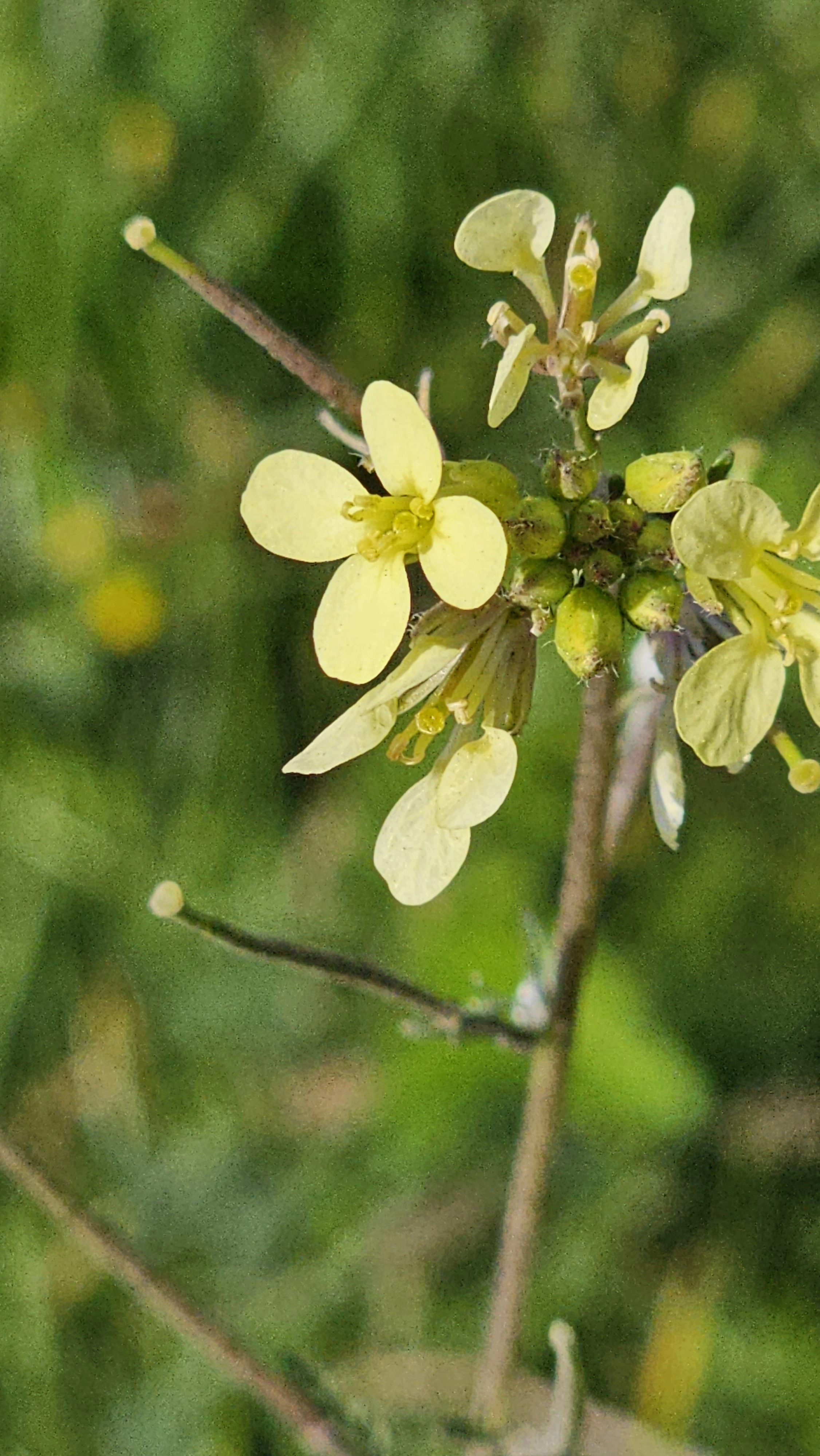 Svinesennep.