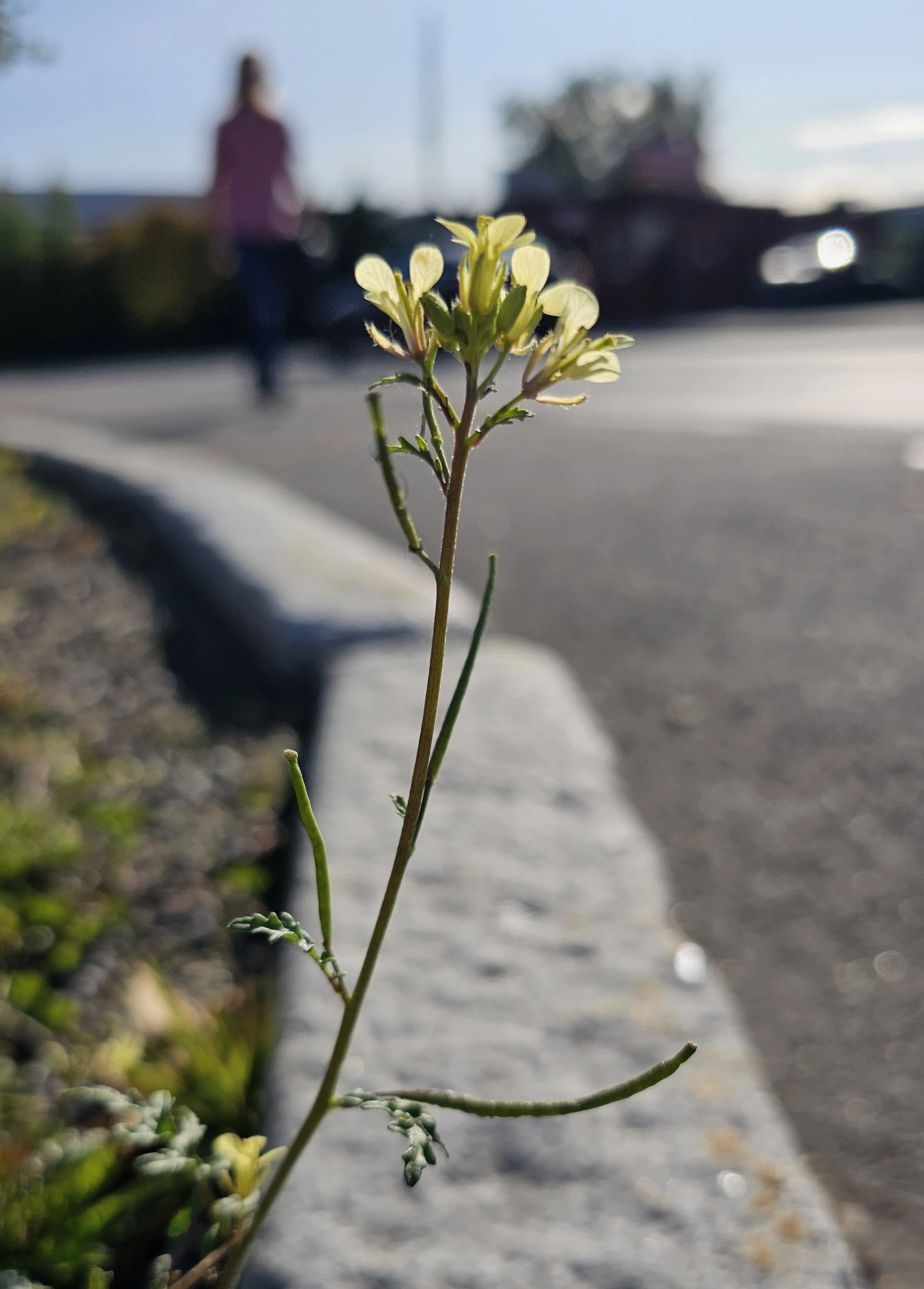 Svinesennep.