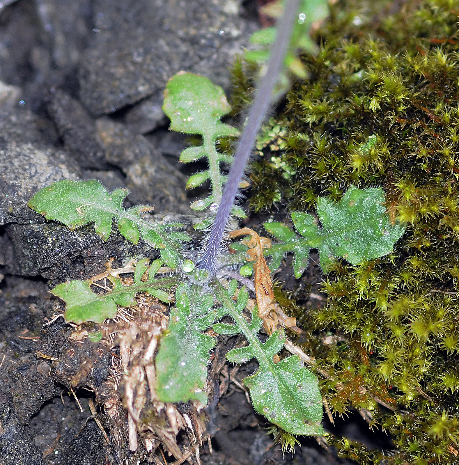 Sandskrinneblom.