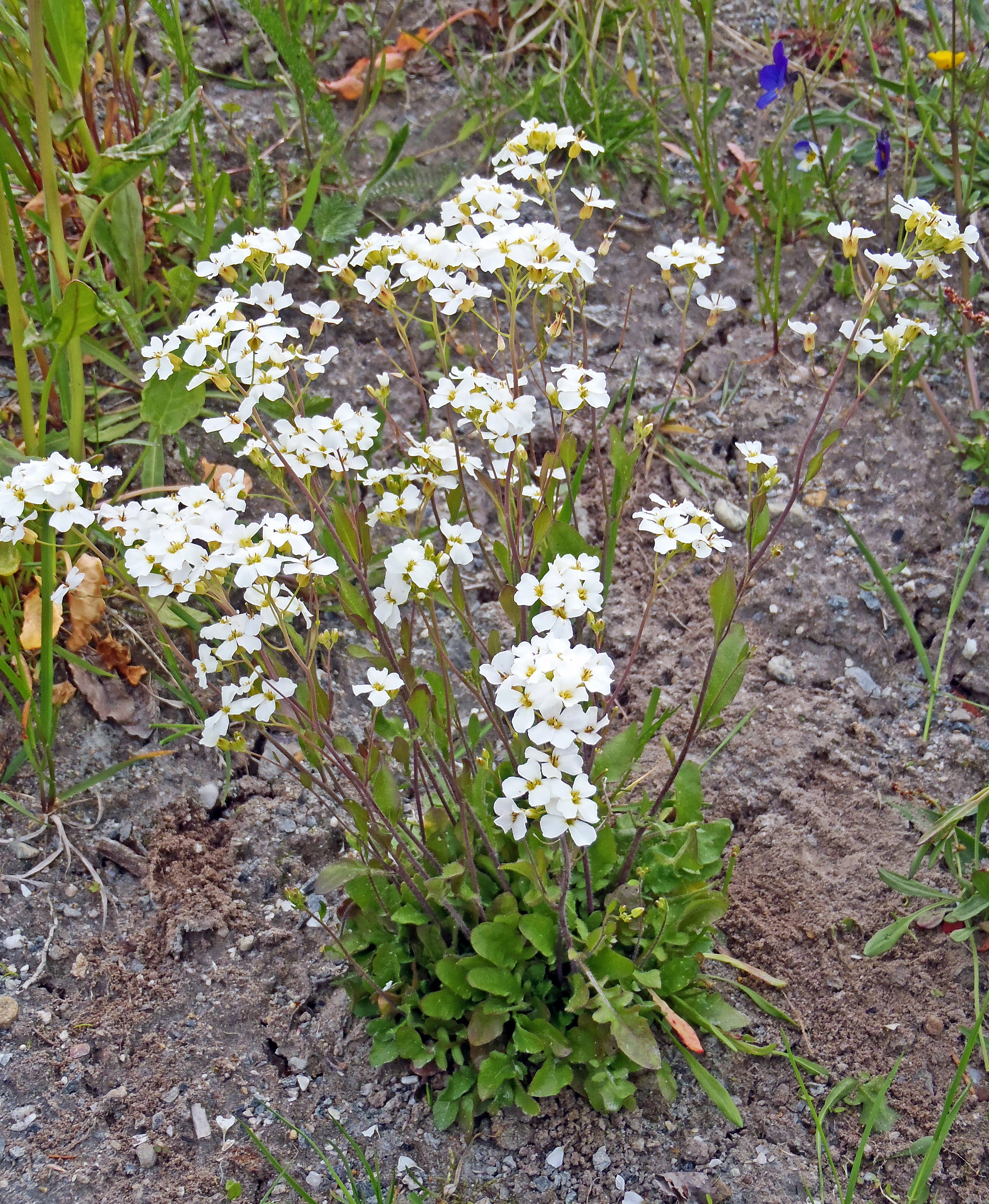 Sandskrinneblom.