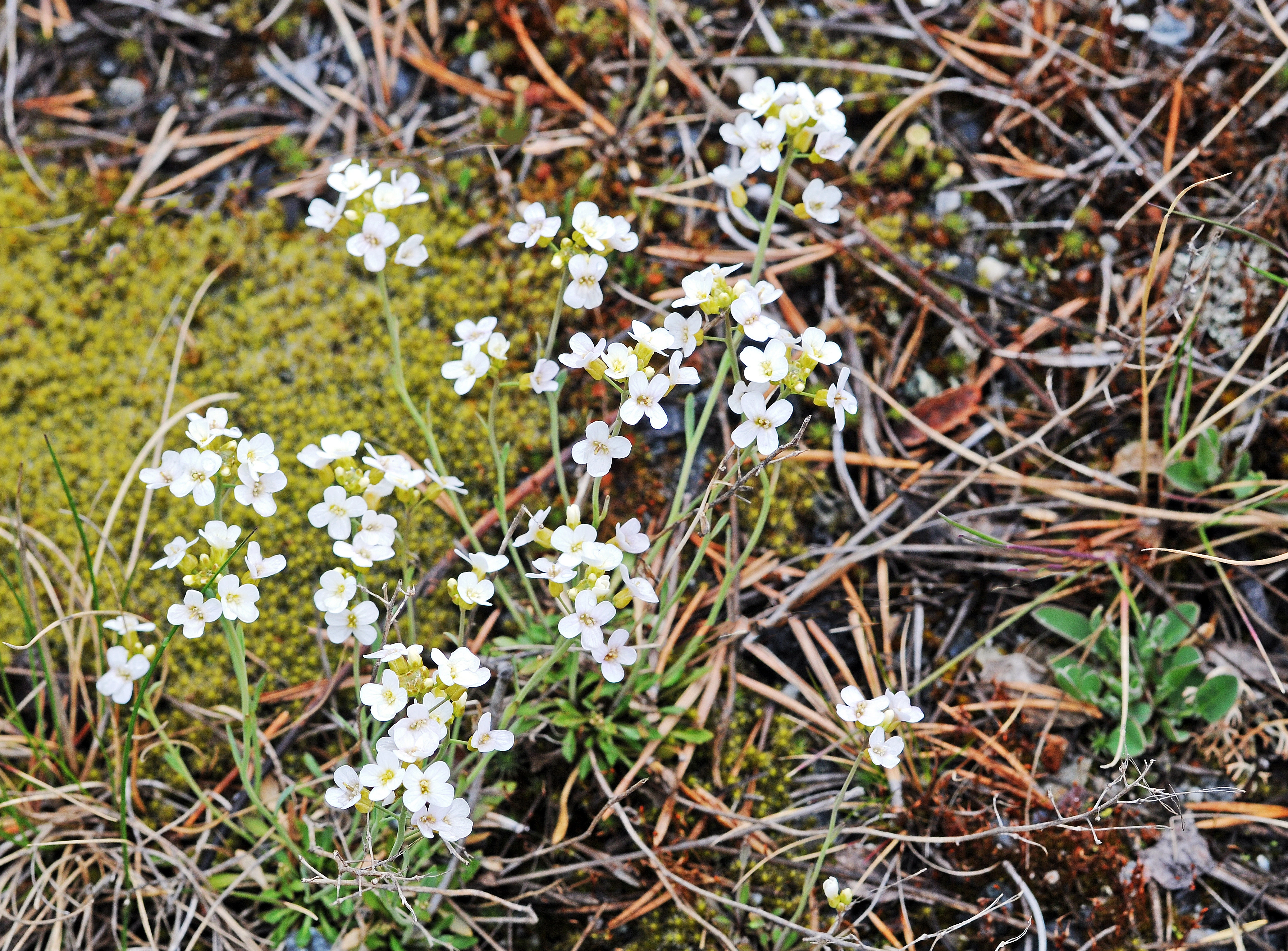 Aurskrinneblom.