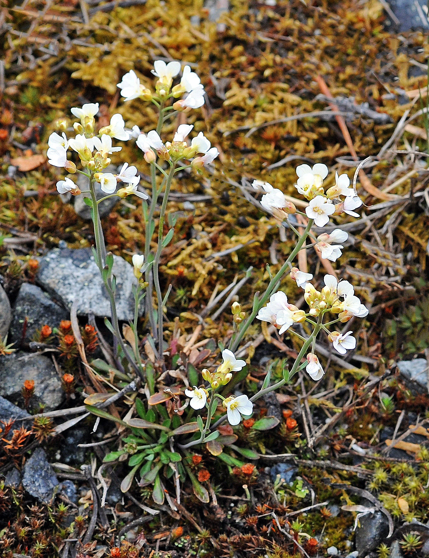 Aurskrinneblom.