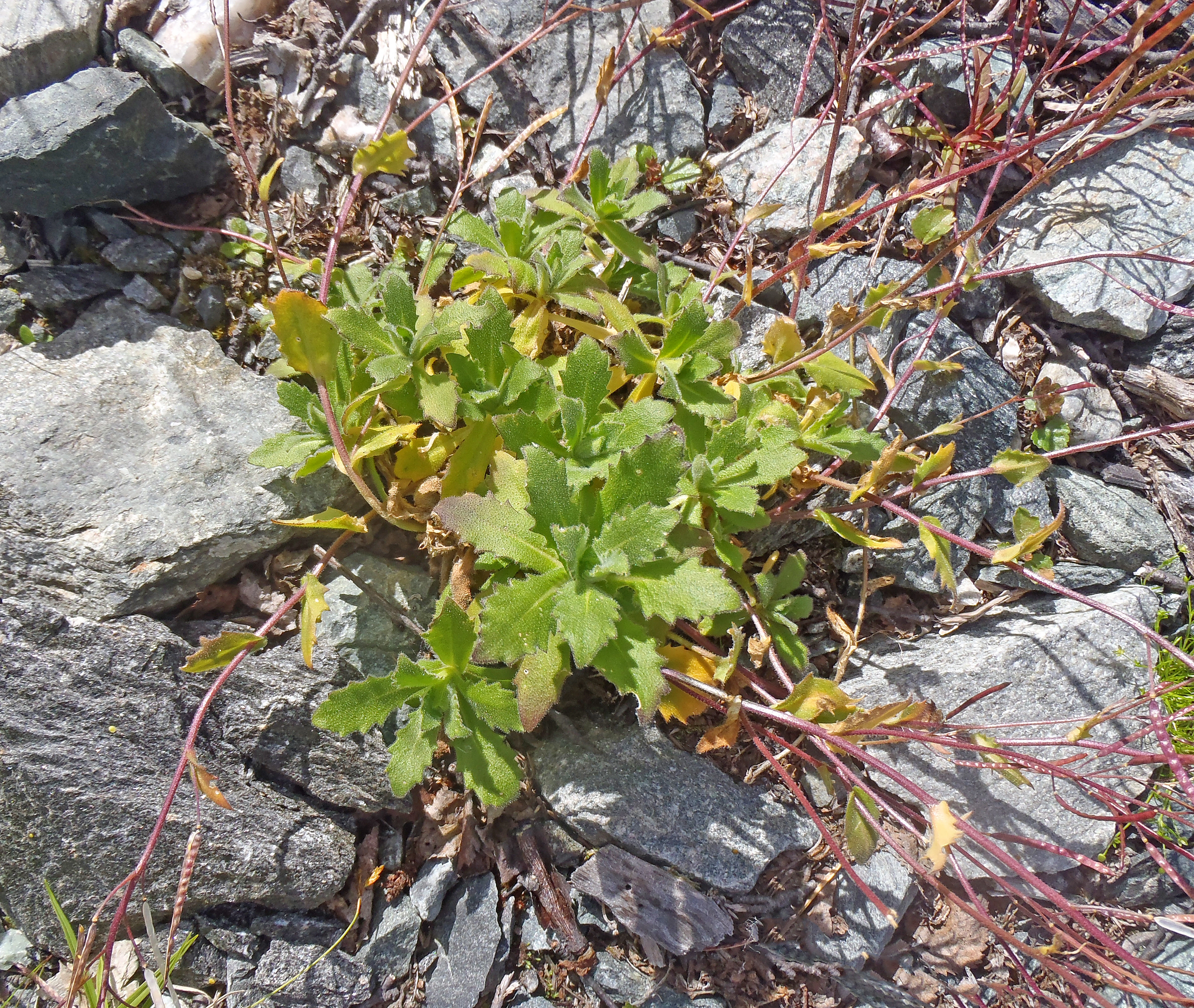 Fjellskrinneblom.