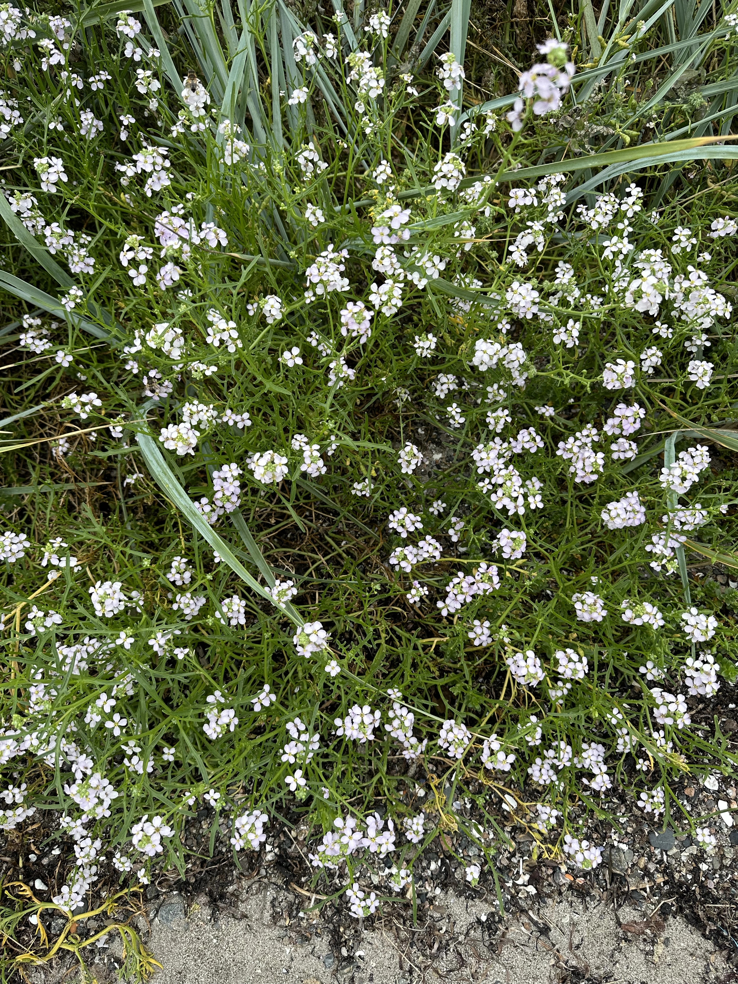 Østersjøreddik.