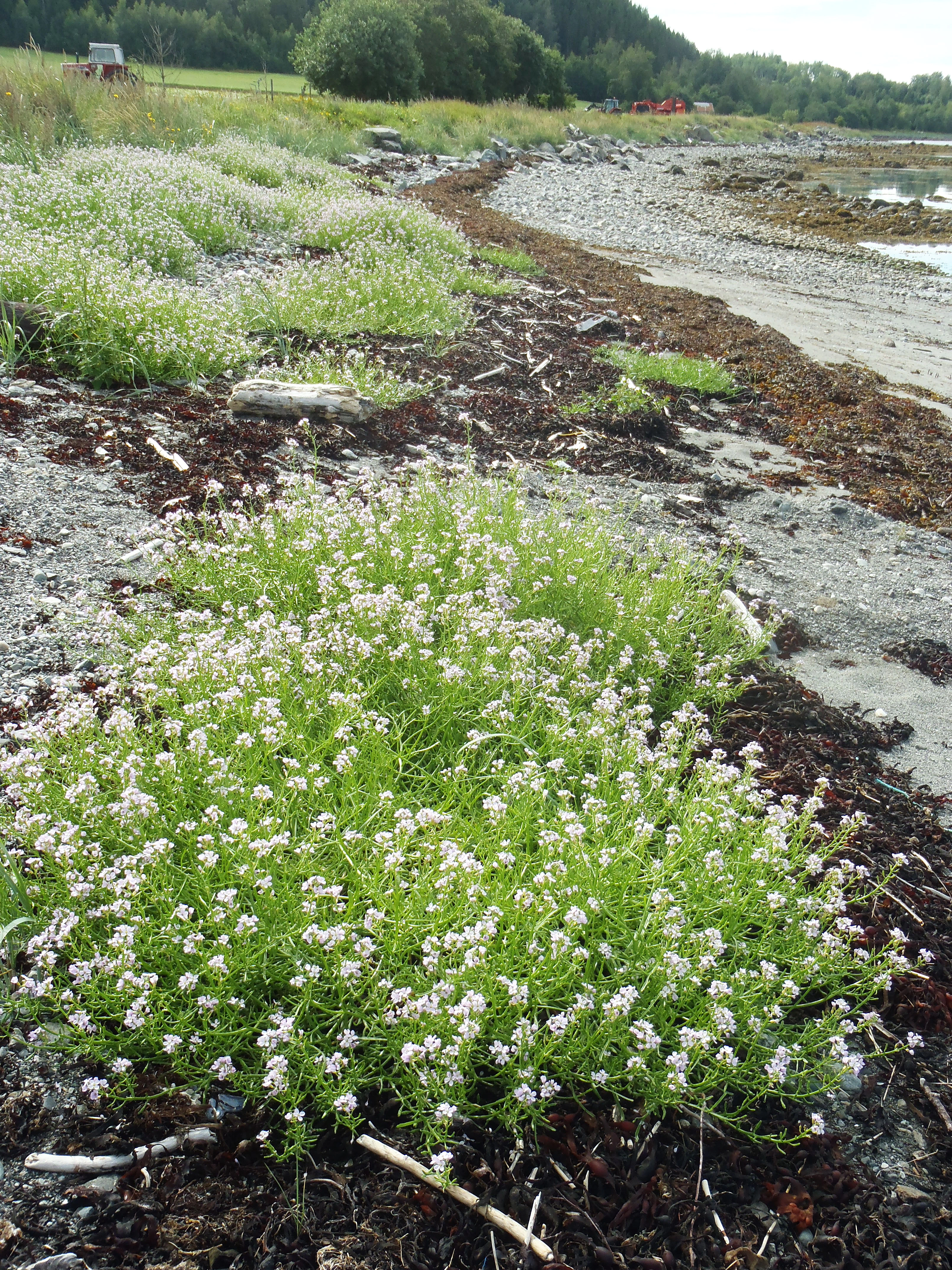 Fjærereddik.