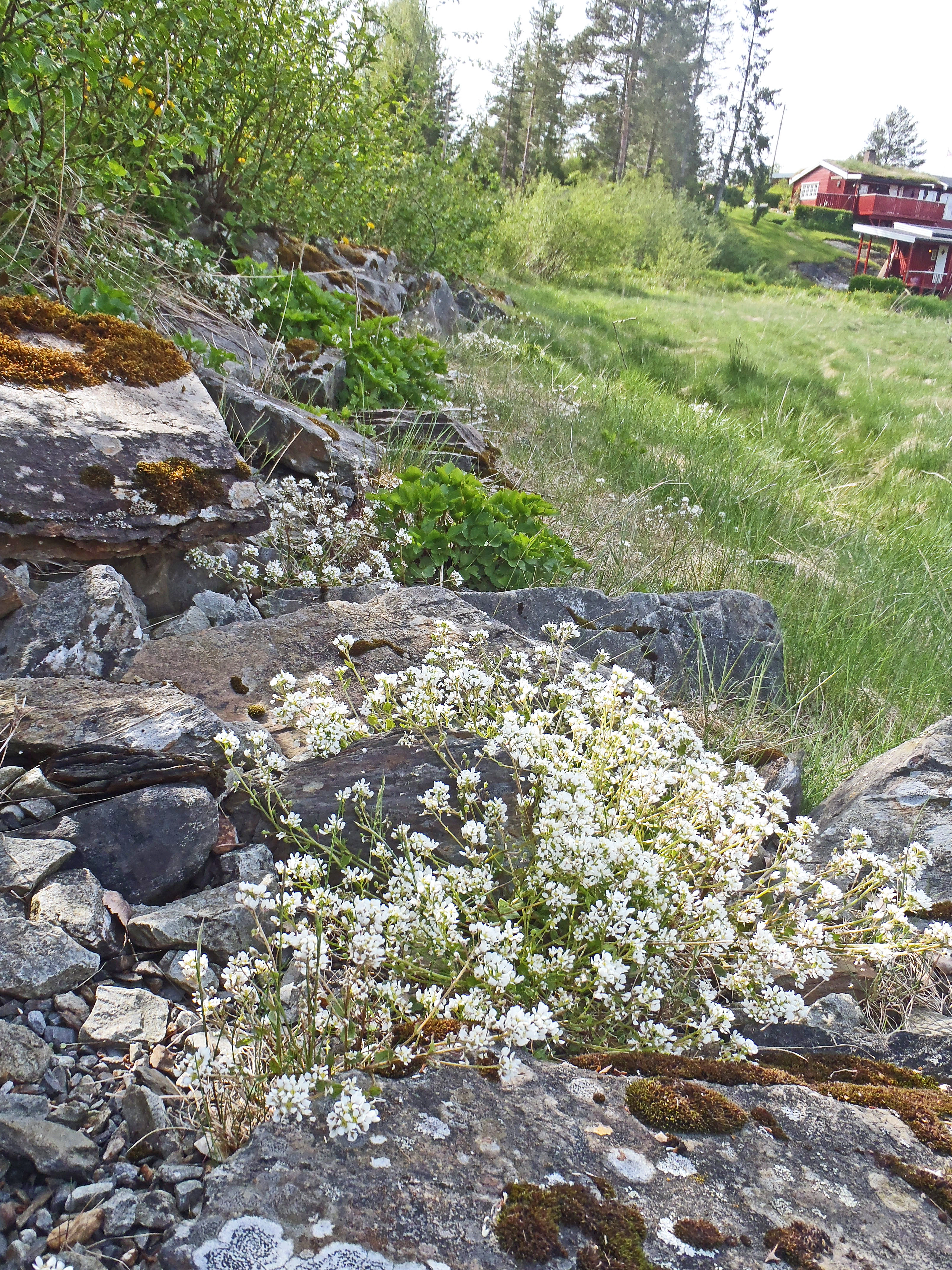 Strandskjørbuksurt.